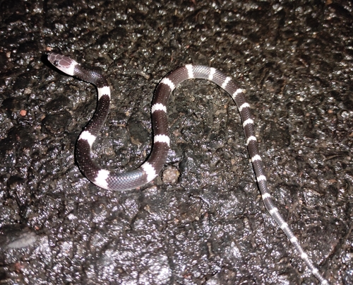 Photo of a Malayan Banded Wolf Snake (Lycodon subcinctus)