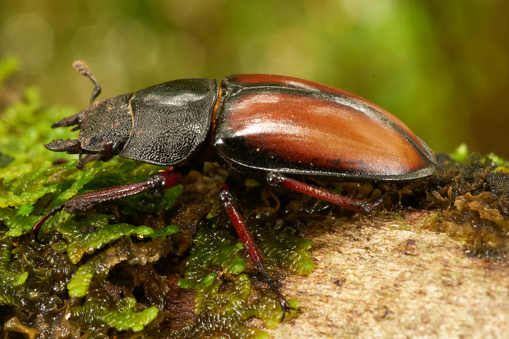 Prosopocoilus elizabethae