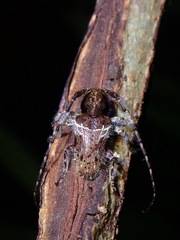 Mispila venosa