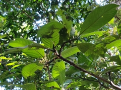 Psychotria truncata