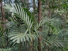 Pinanga dicksonii