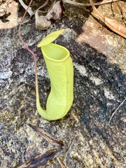 Nepenthes distillatoria