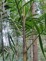 Pinanga dicksonii