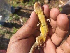 Phyllodactylus tuberculosus