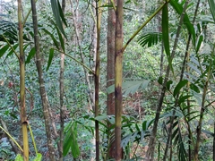 Pinanga dicksonii