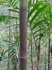 Pinanga dicksonii