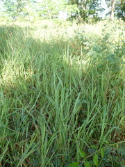 Paspalum scrobiculatum