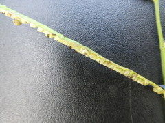 Paspalum scrobiculatum