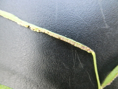 Paspalum scrobiculatum