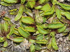 Brachyscome sinclairii