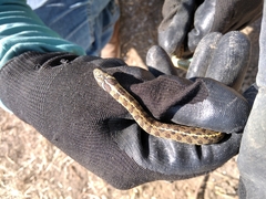 Thamnophis scaliger