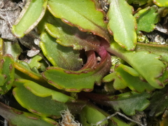 Brachyscome sinclairii