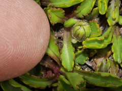 Brachyscome sinclairii