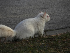 Sciurus carolinensis
