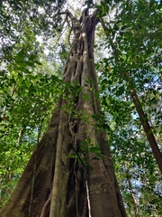 Ficus beddomei