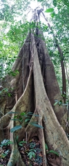 Ficus beddomei