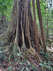 Ficus beddomei