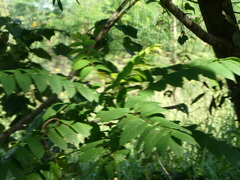 Spathodea campanulata