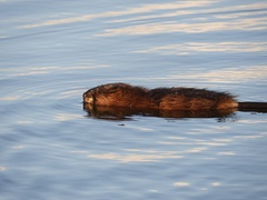 Ondatra zibethicus