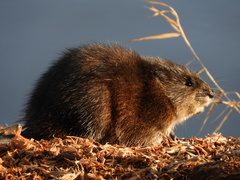 Ondatra zibethicus