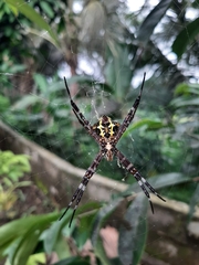 Argiope appensa