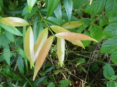 Syzygium myrtifolium