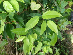 Syzygium polyanthum
