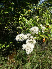 Syzygium zeylanicum