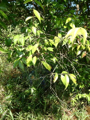 Syzygium zeylanicum
