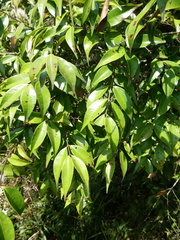 Syzygium zeylanicum