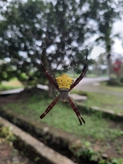 Argiope appensa