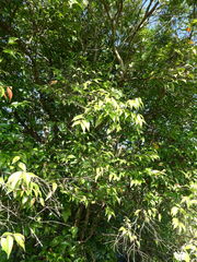 Syzygium zeylanicum