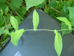 Xenostegia tridentata tridentata