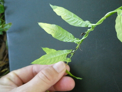 Xenostegia tridentata tridentata