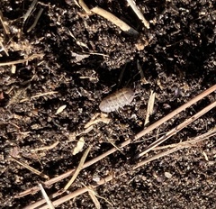 Armadillidium vulgare