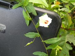 Xenostegia tridentata tridentata