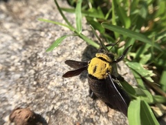 Xylocopa ruficornis