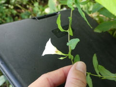 Xenostegia tridentata tridentata