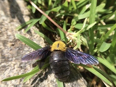 Xylocopa ruficornis