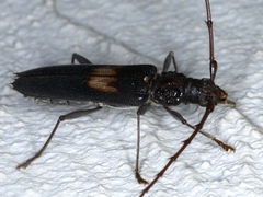 Epithora dorsalis