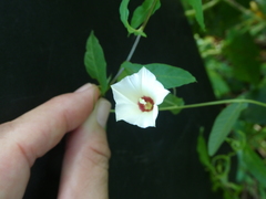 Xenostegia tridentata tridentata