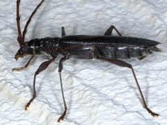 Epithora dorsalis