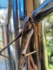 Mecopoda elongata