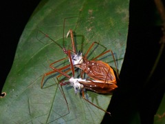 Epidaus validispinus