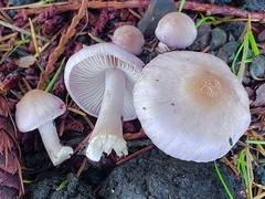 Inocybe pallidicremea