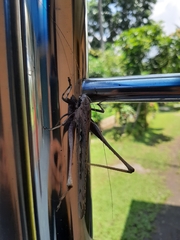 Mecopoda elongata