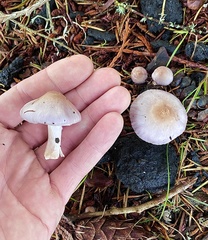 Inocybe pallidicremea