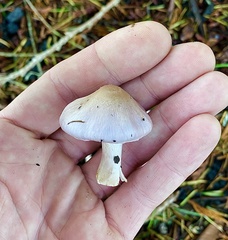 Inocybe pallidicremea