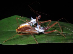 Epidaus validispinus