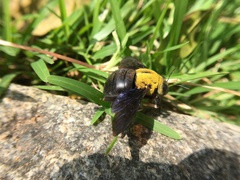 Xylocopa ruficornis
